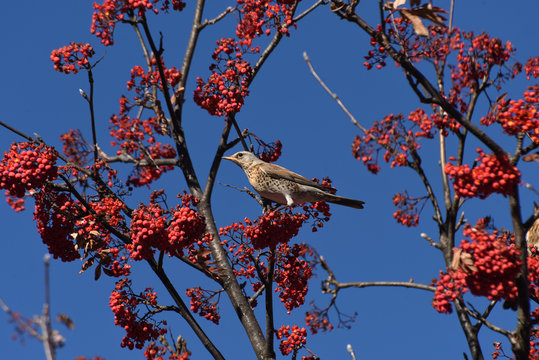 uccello uccelli mangiare volare animali albero natura