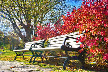 bench with red leaves tree in park