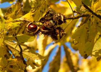 Chestnut Tree Yellow Leaves