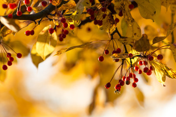 Autumn Background Tree Berries Orange