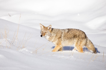 Coyote (Canis latrans)