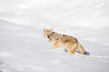 Fototapeta premium Coyote (Canis latrans)