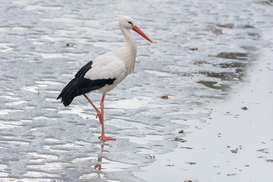 White stork standing on the ice