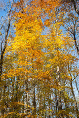 Colorful autumn forest