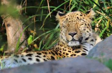 Fototapeta na wymiar müder Gepard