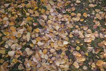 Fall birch leaves on path texture background