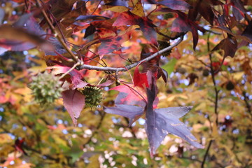 the beautiful colors of autumn