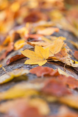 Golden Autumn Leaves