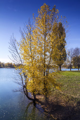 Trees along Lake in the autumn