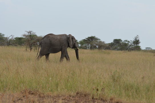  elefanei cammina nella savana nel serengeti national park in tanzania africa