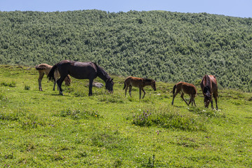 Fototapeta premium villages community called Ushguli in Upper Svanetia region, Georgia