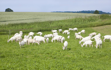 Ziegen auf Weide