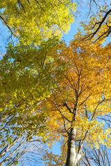 Fototapeta premium Colorful autumn forest