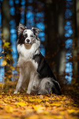 Hund im Herbstlaub
