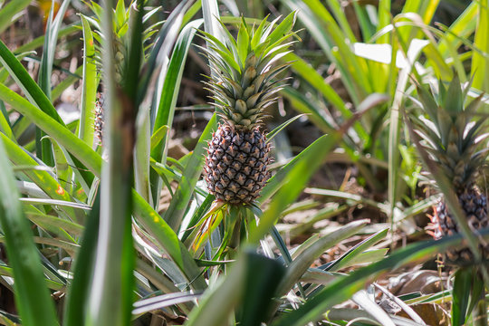 fresh pineapple in garden