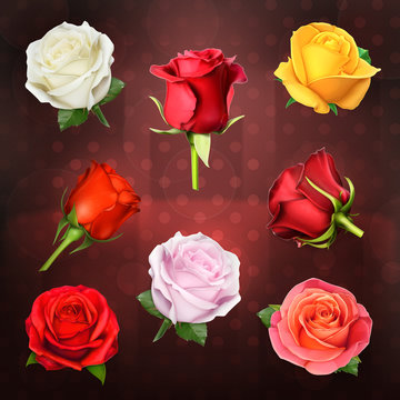 Roses, vector set on dark background