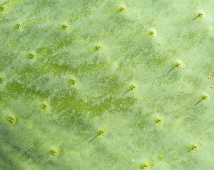  cactus © Kornienko Alexandr