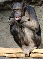 niedlicher Schimpanse