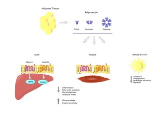 principali azioni dell'adiponectina, ormone secreto dal tessuto adiposo