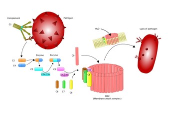 schema di attacco del complemento ad un patogeno - obrazy, fototapety, plakaty