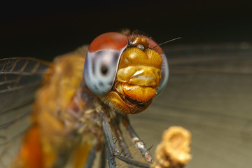 Macro portrait of a Dragonfly -  stock photo

