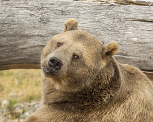 Fototapeta premium Grizzly bear resting near the stream.