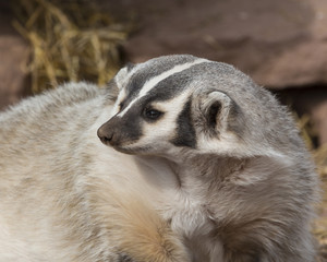 Badger coming out of his den.
