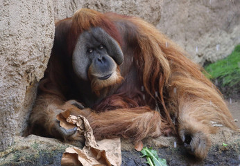 alter Orang Utan