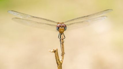 Close-up portrait of a Dragonfly -  stock photo

