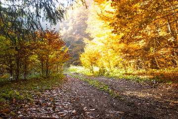 Golden Bright Autumn Forest Road