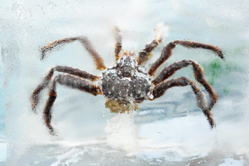 Crab frozen