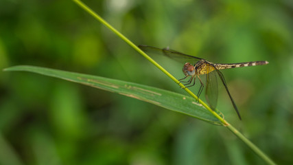 Close-up portrait of a Dragonfly -  stock photo

