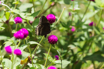 lovely butterfly with flower