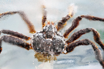 Crab frozen