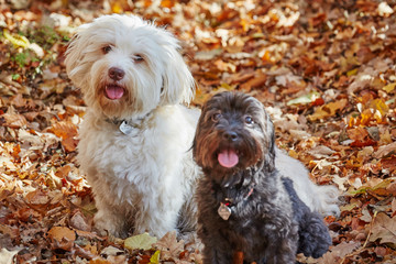 Two havanese dogs playing in forrest in autumn