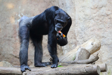 Fototapeta na wymiar alter Shimpanse