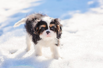 cute fluffy puppy on the walk in snowy winter garden