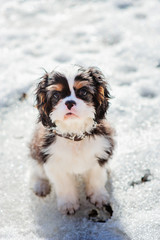 cavalier king charles spaniel puppy on the walk in snowy winter