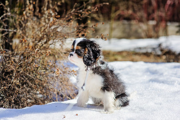 cavalier king charles spaniel puppy on the walk in snowy winter