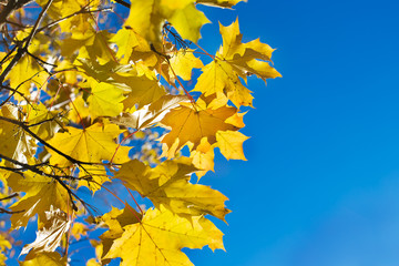Fototapeta na wymiar Yellow maple leaves