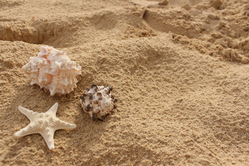 Muscheln und Strand