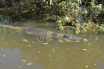 Leistenkrokodil, Australien