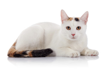 White domestic cat with a multi-colored striped tail