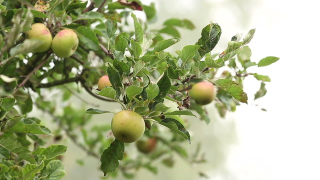 Fresh ripe apples growing in an orchard on a foggy morning