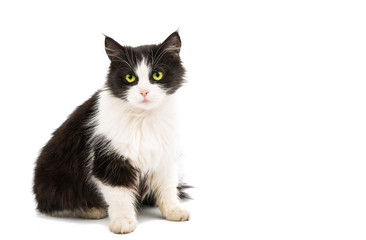 Black & white cat