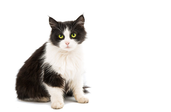 Black & white cat