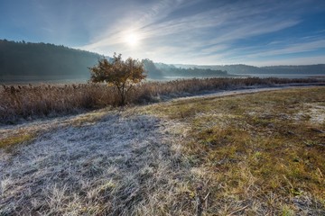 Autumnal cold morning on meadow with hoarfrost