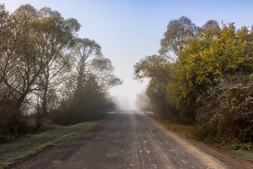 road  near forest in foggy mountains at sunrise