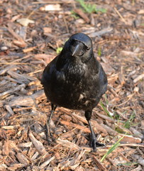 Corbeau