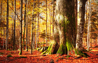Detail of giant tree fir trunk. Lovely autum season morning sunny light in forest in Slovenia,...